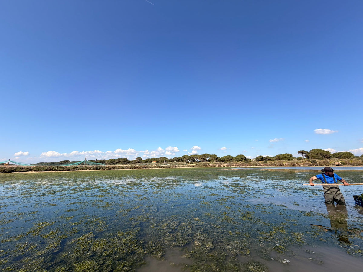 Origen de macroalga verde